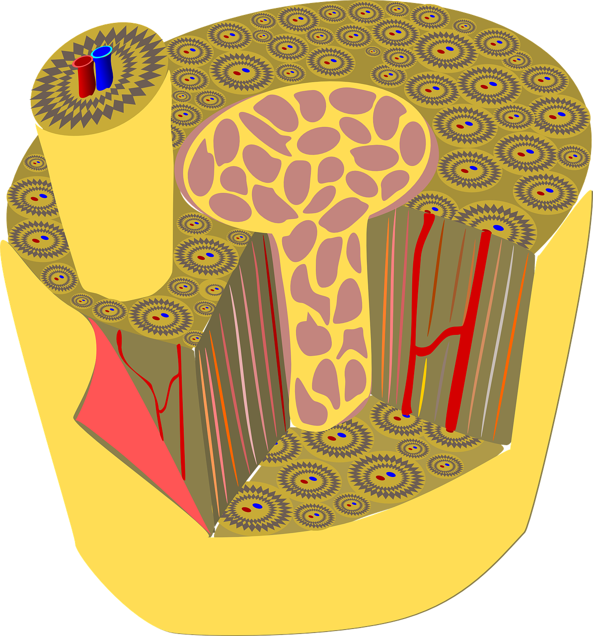 bone, tissue, anatomy-161522.jpg