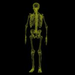 human skeleton, anatomy, bones-1813086.jpg